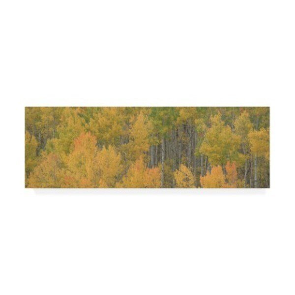 Dan Ballard 'Birch Forests' Canvas Art, 16x47, Trademark Fine Art, Mfr#: ALI45677-C1647GG